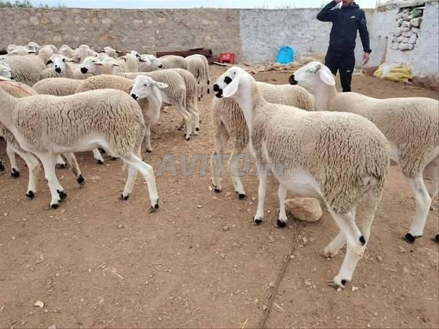 30 حولية صردية مليحة ضارة