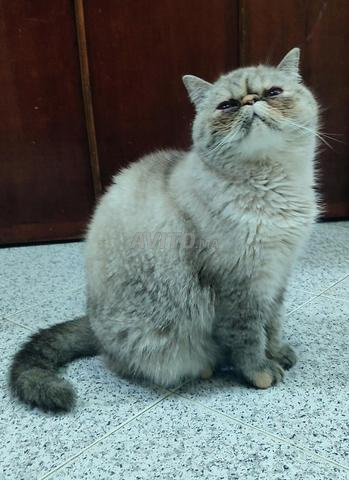 قطة فارسية من الهيمالايا