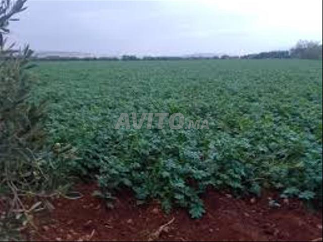 أرض فلاحية ذات سند ملكية