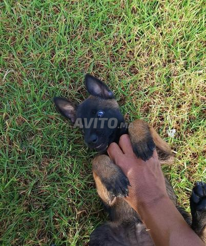 جراء مالينو الفحمي