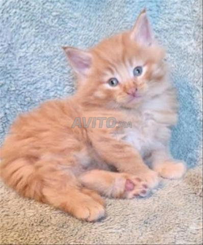 Bébé chatte bleu russe - 2