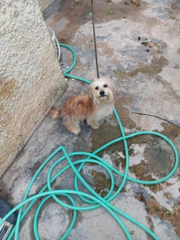 Bichon caniche à adopter - 2