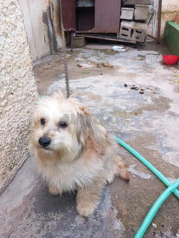 Bichon caniche à adopter - 2