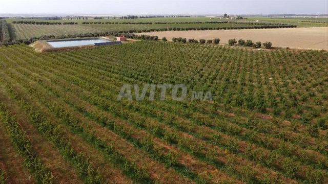 مزرعة جاهزة للبيع 79 هكتار - 2