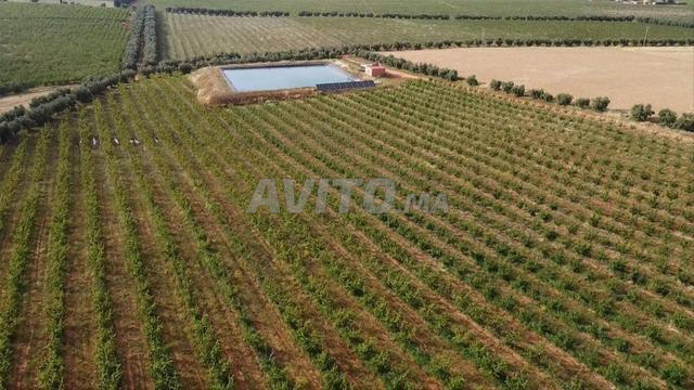 مزرعة جاهزة للبيع 79 هكتار