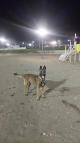 Malinois mâle Charbonné à vendre