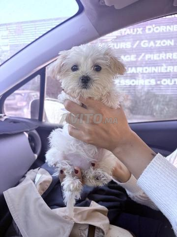 Bichon maltais nain - 2