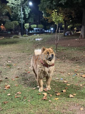 Chow chow à vendre