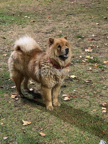 Chow chow à vendre - 2