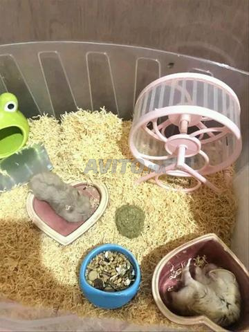 hamster normal et russe - 2
