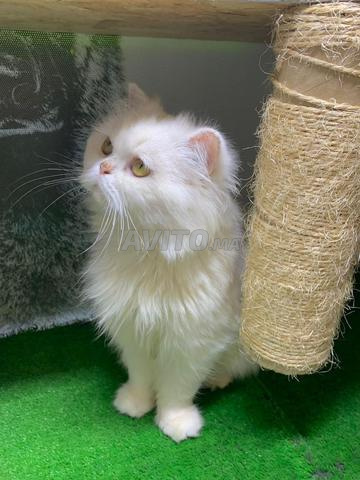 قطط فارسية بالغة ذكور وإناث