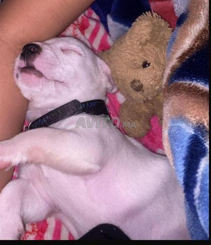 جاك راسل تيرير