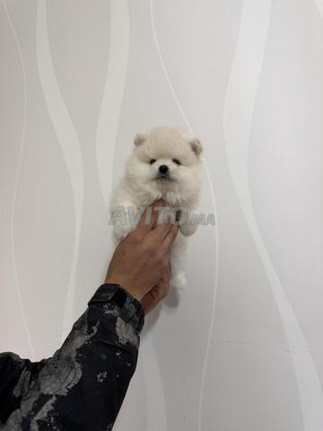 جرو بوميراني رائع من سلالة نقية