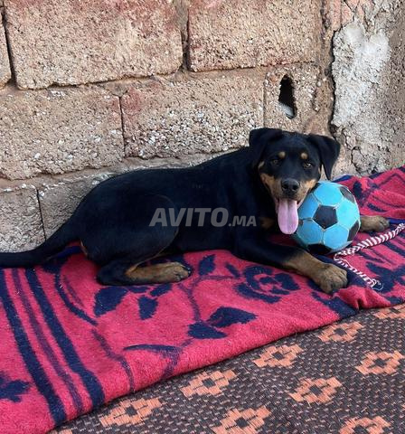 Rottweiler 6 mois