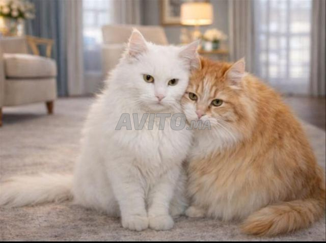 قط فارسي وأنغورا