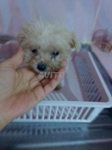 بيشون مالطي للبيع - 2