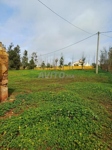 Terrain avec maison titre foncier 3la tri9 - 2