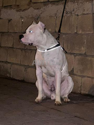 كلب أرجنتيني - 2