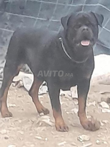 جرو روتويلر