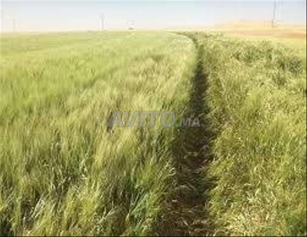 Terrain agricole titré à 5 km de berrechid