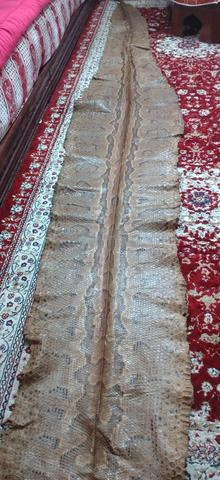 جلد ثعبان الأناكوندا