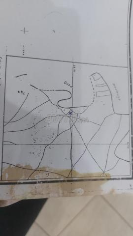 Terrain agricole au bord de moulouya