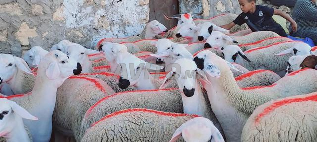 Salam Alaykoum, génisse en bonne santé à vendre
