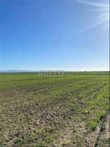 أرض فلاحية 2 هكتارات تيثر