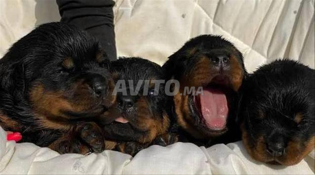 جراء روتويلر