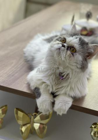 ذكر قط فارسي للتزاوج