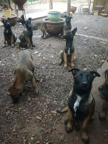 مالينو 4 أشهر