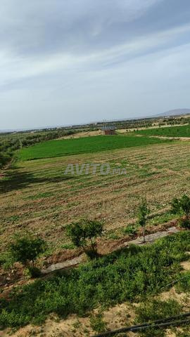 مزرعة للبيع في النخليل وجدة مع منزل مجهز