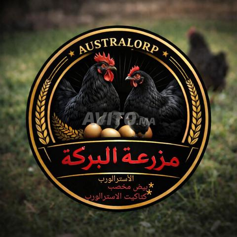 (Poussins d'Israël pur-sang 21 jours (tous vaccins)