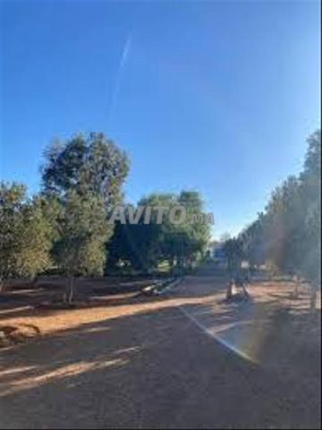 فيرمة روعة صغيرة تيتر للبيع 2500م ببطيوة - 2