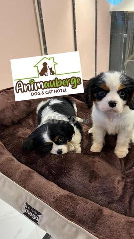 cavalier king charles