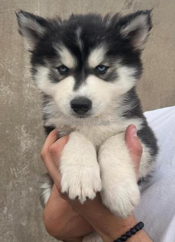 Husky noir et blanc pure race