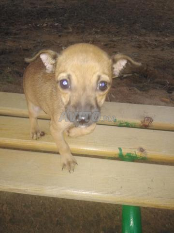 كلب صغير ألماني - 2