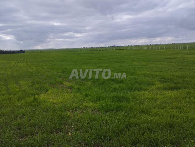Terrain agricole pour ferme