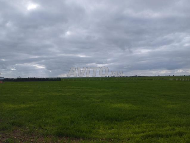 Terrain agricole pour ferme