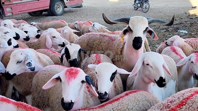Bonjour les frères, il y a 30 moutons sardes d'un an