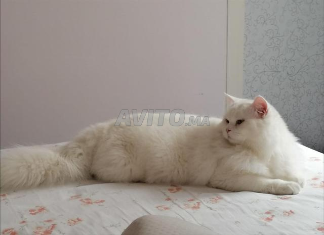 Couple persan mon face blan neaige age 1ans