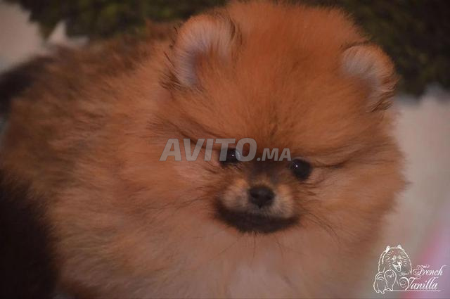 كلب صغير من نوع سبيتز القزم بوميرانيان