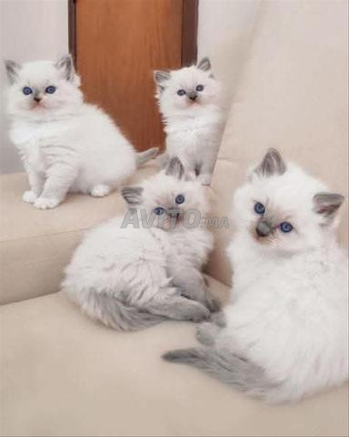 chaton ragdoll