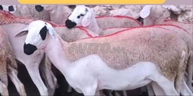 30 tête de Sardes nuisibles