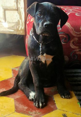 cane corso