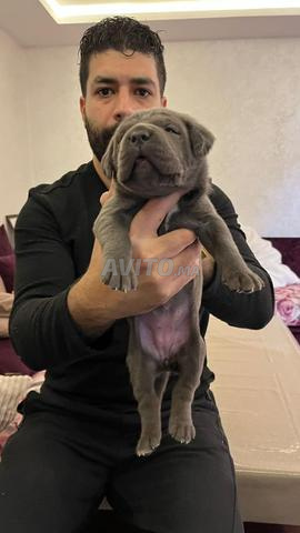 Cane corso