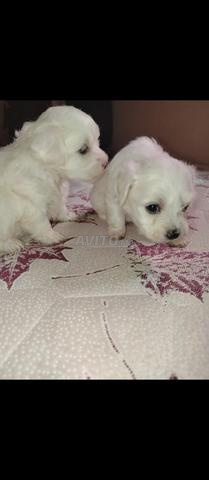 chiots bichon maltais