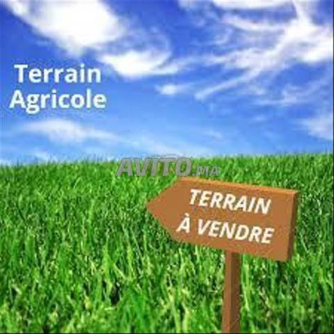 Ferme 2,5 hectares à vendre Rt Agadir Marrakech