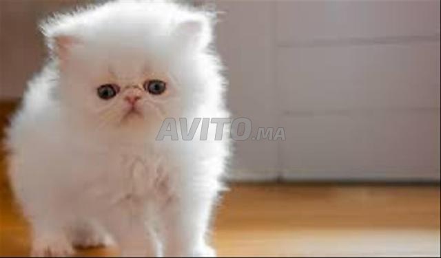 شنشيلا فارسي