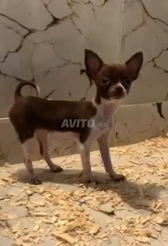 تشيهواهوا لعبة - 2